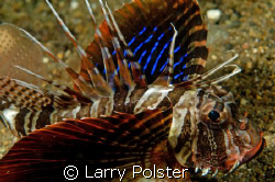 Gunard Lionfish, D300, 105VR by Larry Polster 